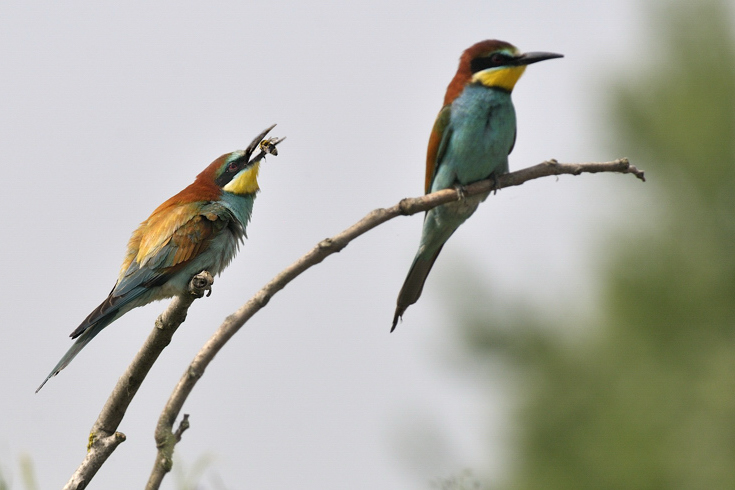 Merops apiaster : gruccioni